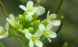 A very green image with yellow flowers