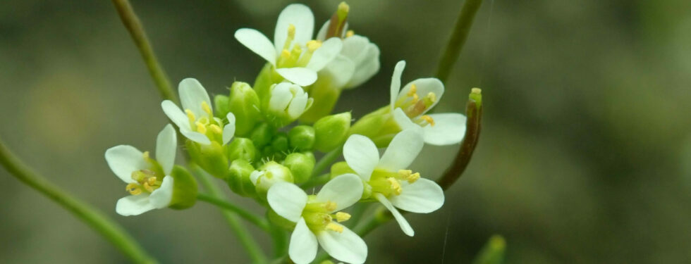 A very green image with yellow flowers