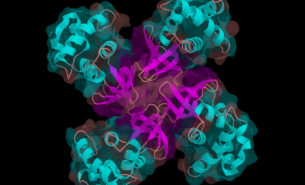 Illustration of four protein helixes coupled together