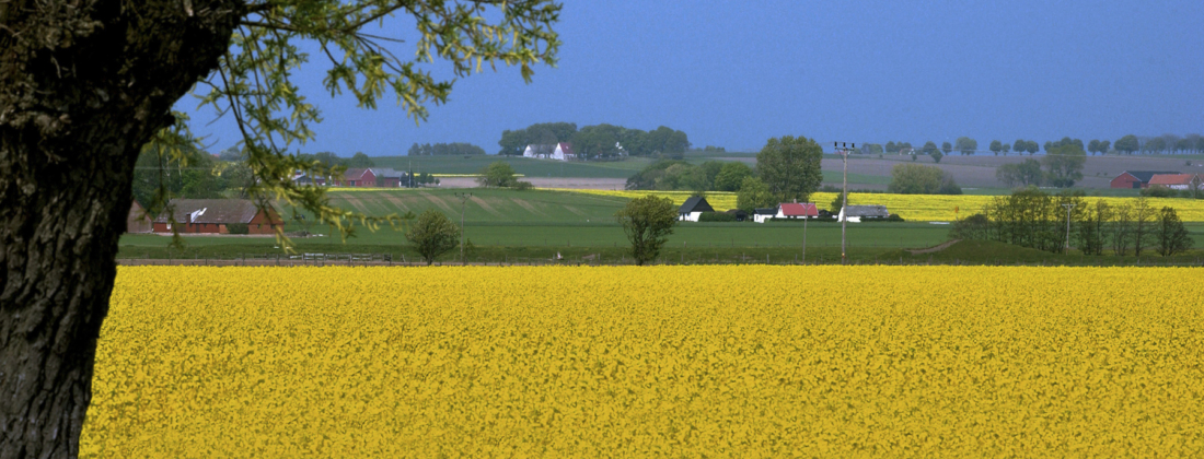 Skåne landscape