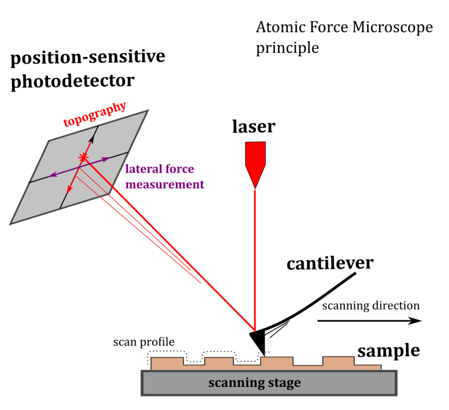 AFM