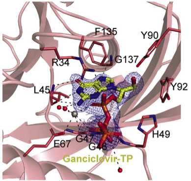 NUDT15_Ganciclsovir-2