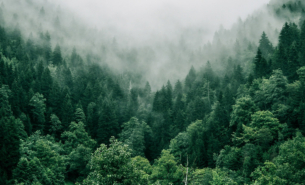 Dense green forest with morning fog above.