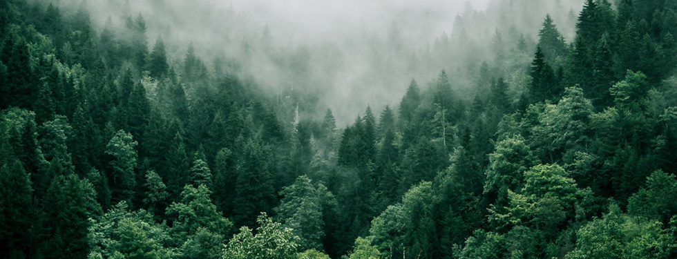 Dense green forest with morning fog above.