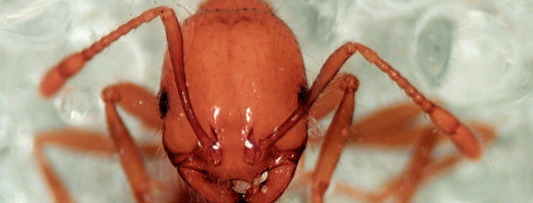 Csiro Scienceimage 11133 Tropical Fire Ant