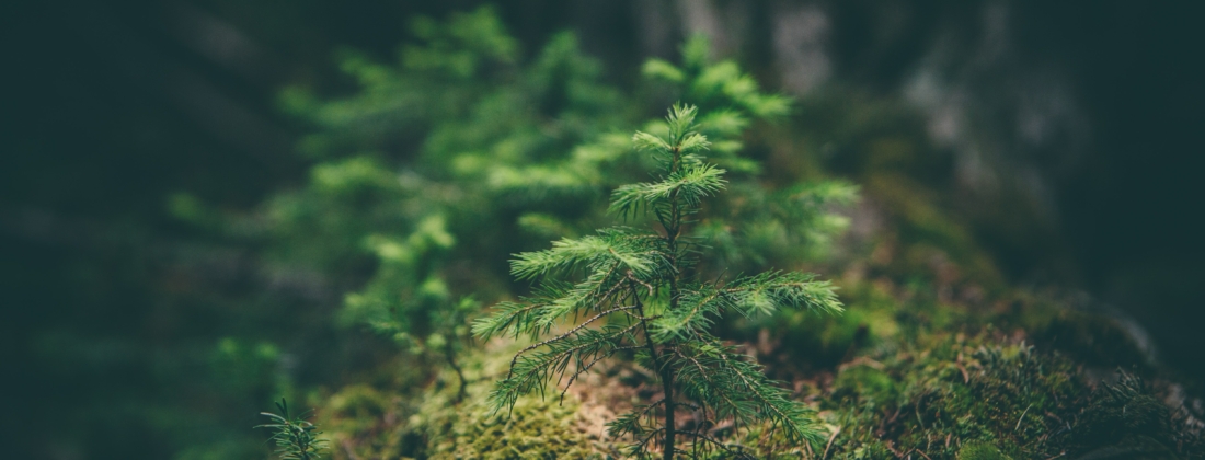Matthew smith rfflri94rs8 unsplash
