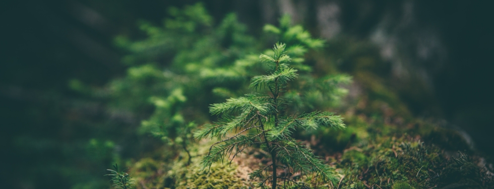 Matthew smith rfflri94rs8 unsplash