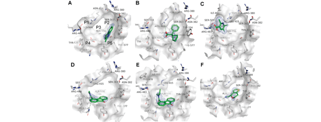 X-ray crystal structures in complex with the Keap1 Kelch domain (gray)