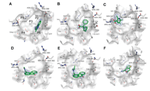 X-ray crystal structures in complex with the Keap1 Kelch domain (gray)