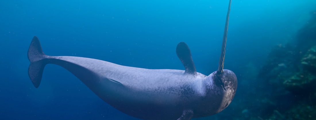 Narwhal, monodon monoceros, swimming in the ocean