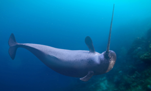 Narwhal, monodon monoceros, swimming in the ocean