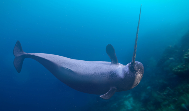 Narwhal, monodon monoceros, swimming in the ocean