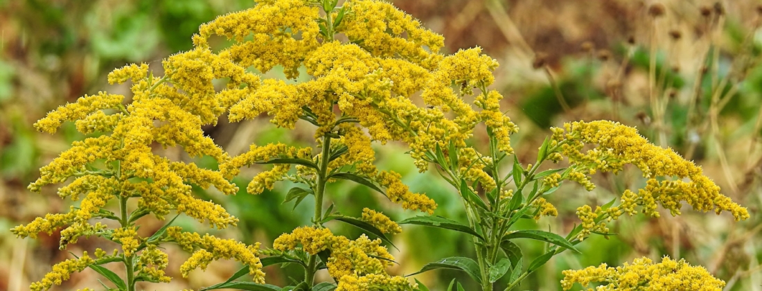 Hansbenn fall 3739480