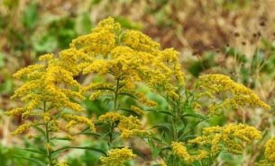 Hansbenn fall 3739480