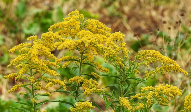 Hansbenn fall 3739480