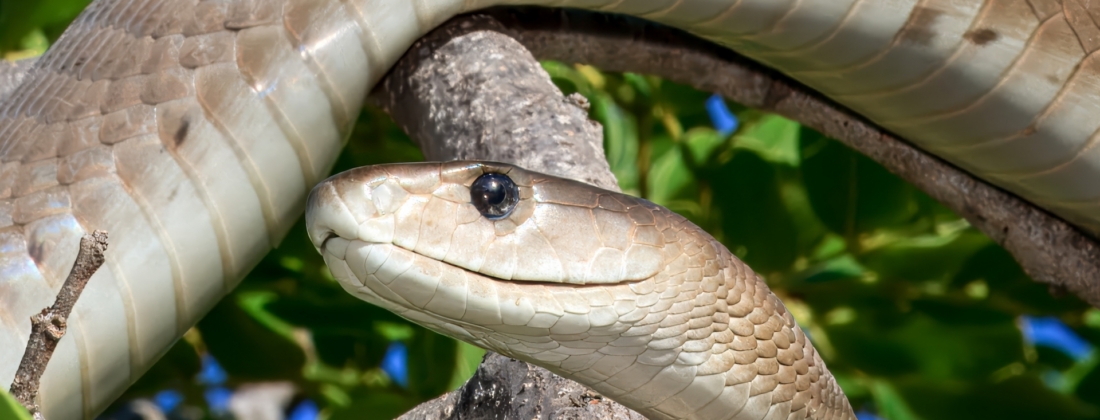 Black mamba (Dendroaspis polylepis) winds through sunlit branches