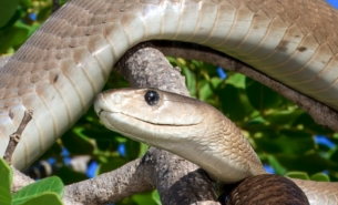 Black mamba (Dendroaspis polylepis) winds through sunlit branches