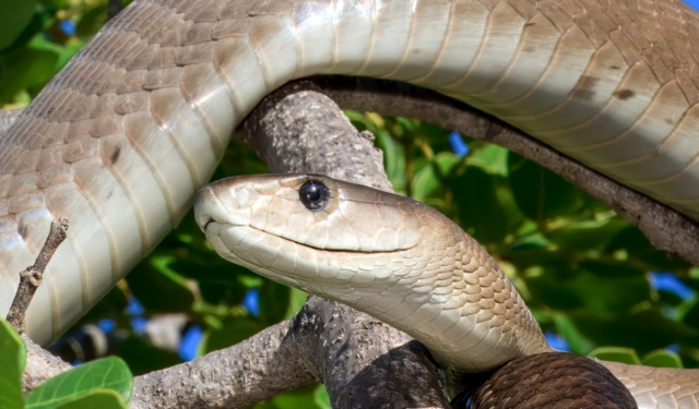Black mamba (Dendroaspis polylepis) winds through sunlit branches