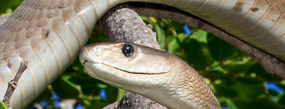 Black mamba (Dendroaspis polylepis) winds through sunlit branches