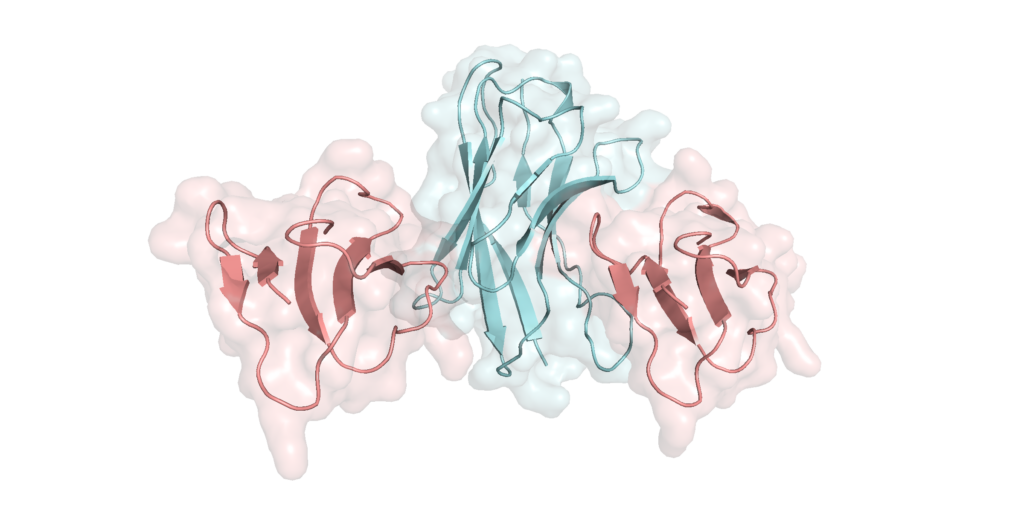 Crystal structure of a monomeric biparatopic nanobody (blue) simultaneously binding two cytotoxin molecules (pink) through distinct paratopes.
