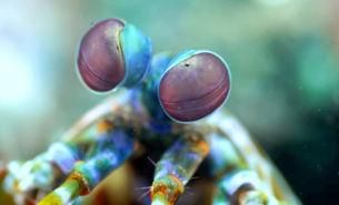 Mantis shrimp eyes webb