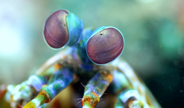 Mantis shrimp eyes webb