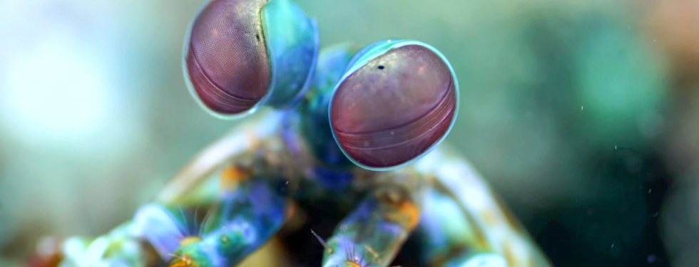 Mantis shrimp eyes webb
